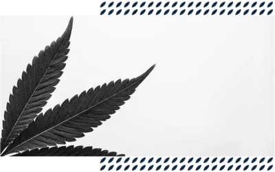 Creative, Persistent and Data-rich Marketing Positions Cannabis Big Data Startup as a Leader