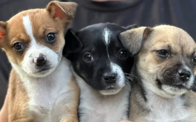 Helping Humane Society Silicon Valley Lap Up $55 Million